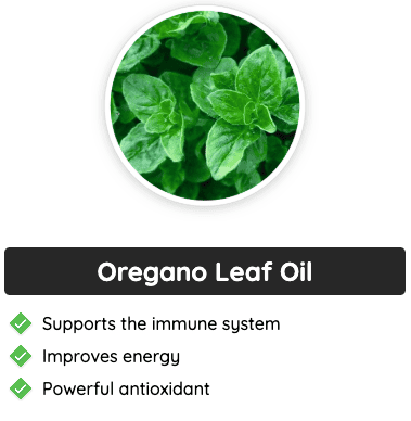 Oregano Leaf Oil - A potent antioxidant in GlucoFlush that supports immune function and enhances energy levels naturally.