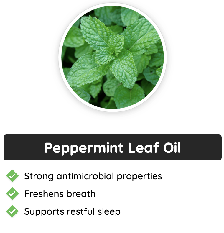 Peppermint Leaf Oil in GlucoFlush - Supports fresh breath, restful sleep, and strong antimicrobial properties. Natural digestive support